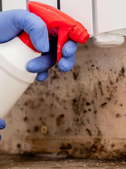 mold